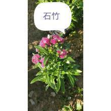 交通安全在我心中