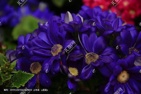 栀子花开的季节