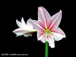 17岁花季的天空