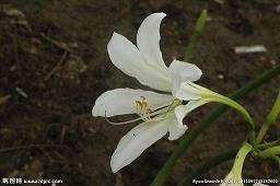 孤芳自赏