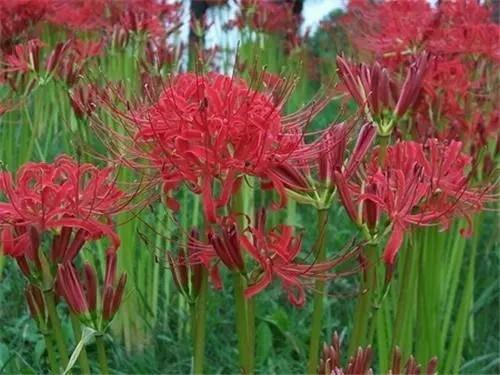 白芳礼赞