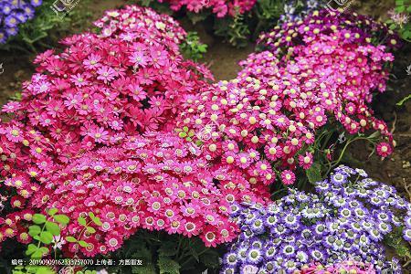樱花泪-