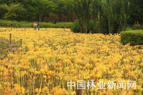 《我会想念你》读书笔记