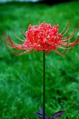 做凉菜