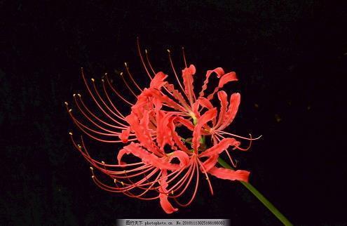 八月桂花