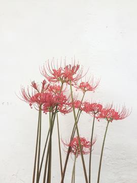 幸福是什么
