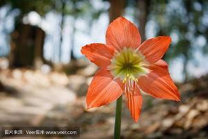 且听沉香歌风月
