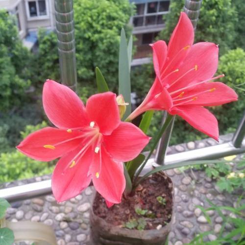 一帘幽梦