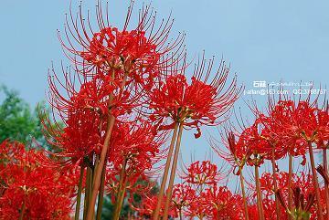 小院