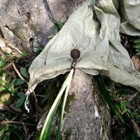 业精于勤益于嬉