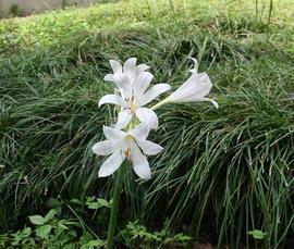 与众不同的藏族