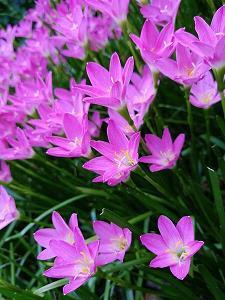 又见花儿烂漫