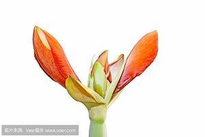《丑奴儿》有感