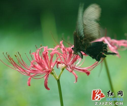 时光煮雨，岁月缝花