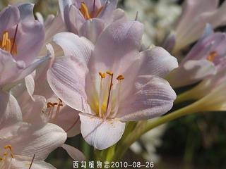以传承为话题的作文