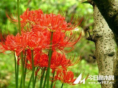 为他人开一朵花