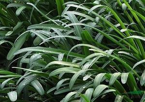 永不言败的英雄——《阿甘正传》的影评三则