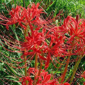 漫话春节