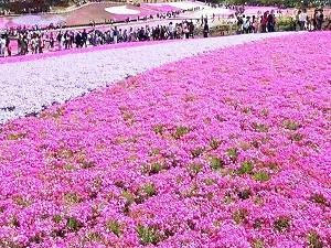 《我的第一本安全护照》读后感