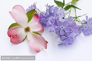 总会想起那张照片