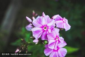 疲惫。