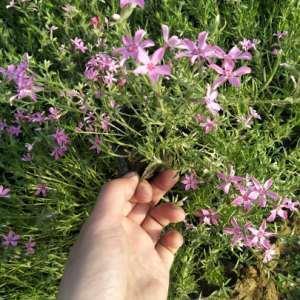 又见花开