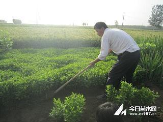 名人的魅力