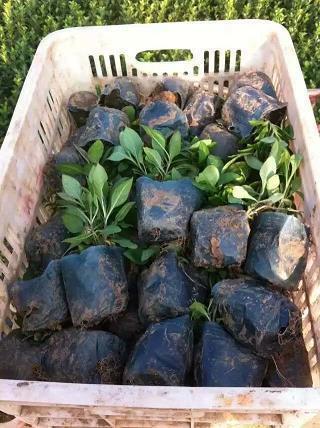有关于建军节的作文