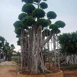 念奴娇中考大捷