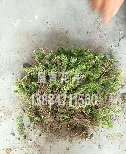 什么时候才算真正成长——读《母爱的另一种解释》有感