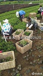 不畏浮云遮望眼
