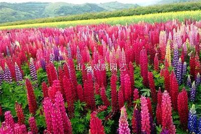 中国新时代