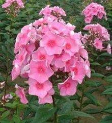 桂花飘香