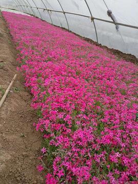 《海洋朋友》观后感