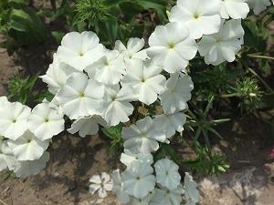 家乡的迎春花