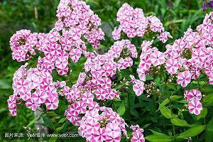 查字典散文