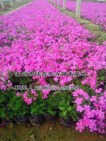 压缩的友谊