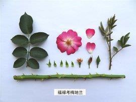 漫步在春天里