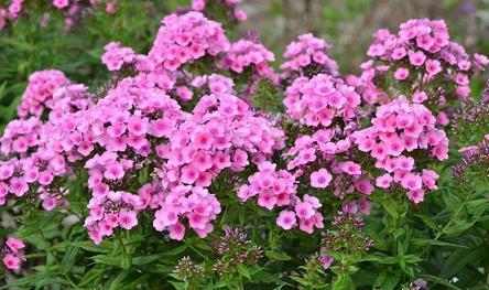 叶落花开