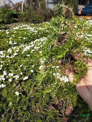 世界禁烟节